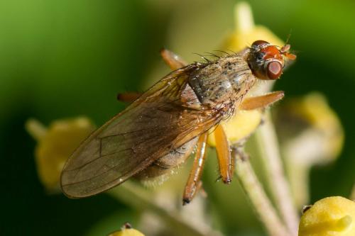 Scathophaga suilla