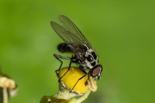 Anthomyia pluvialis