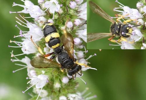 Réf. 246 137 : Cerceris rybyensis