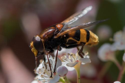 Réf. 246 335 : Volucella zonaria