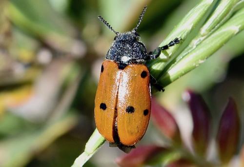 Réf. 246 928 : Lachnaia sp.
