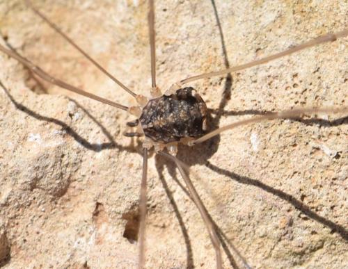 Nelima sp.