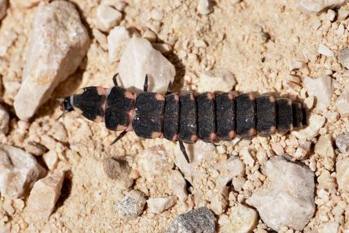 Nyctophila heydeni