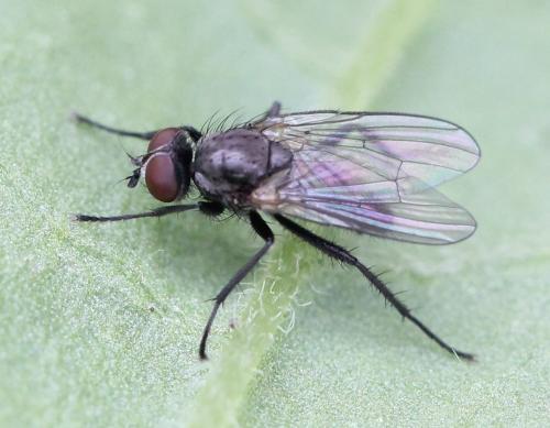 Chirosia sp.