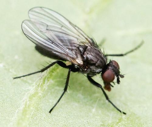 Chirosia sp.