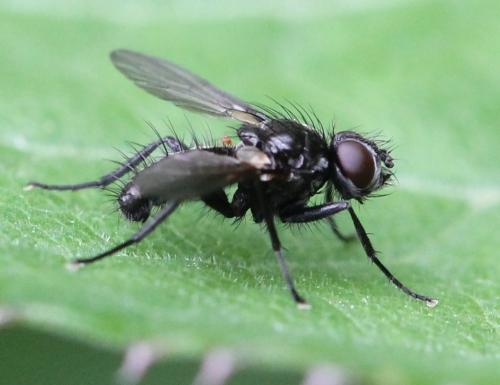Acyglossa atramentaria