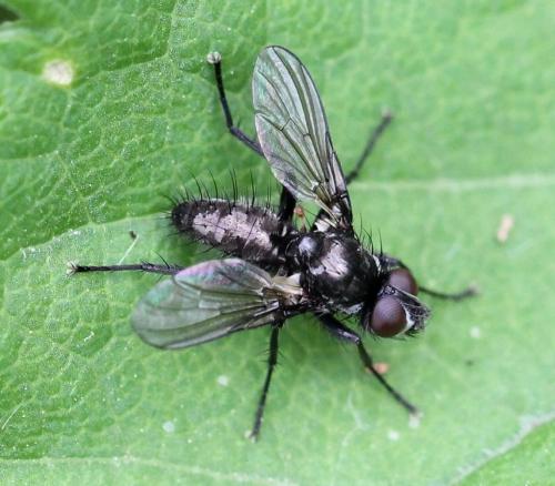 Acyglossa atramentaria