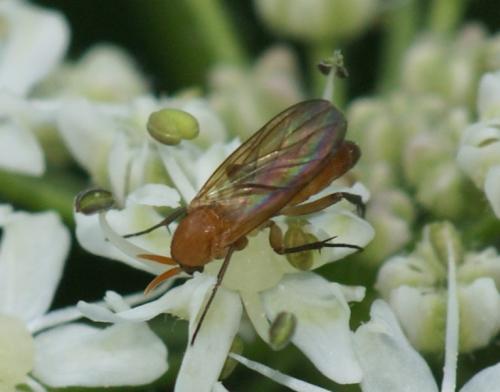 Megophthalmidia crassicornis