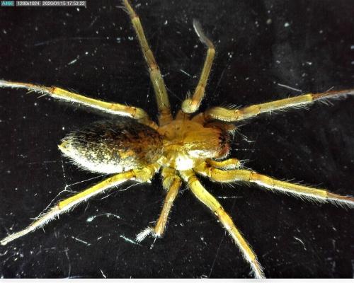 Eratigena agrestis