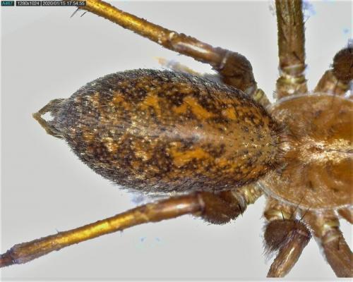 Eratigena agrestis