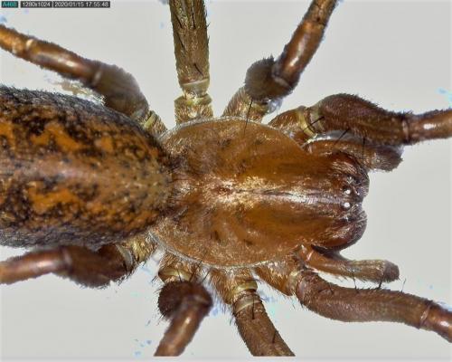 Réf. 246 282 : Eratigena agrestis