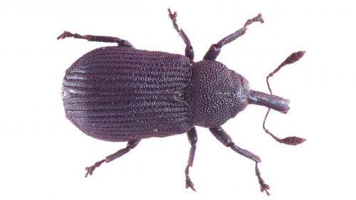 Magdalis cerasi