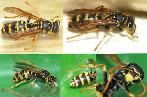Polistes dominula