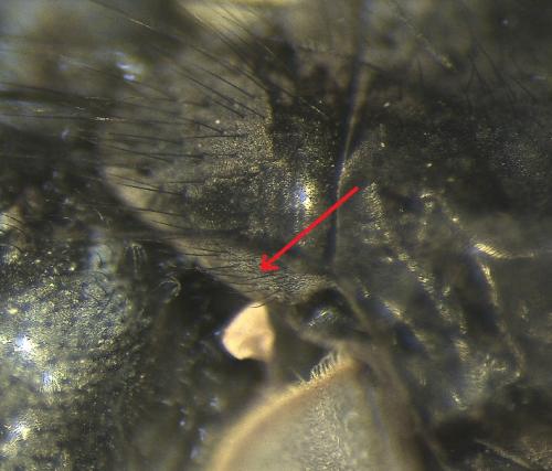 Helina evecta
