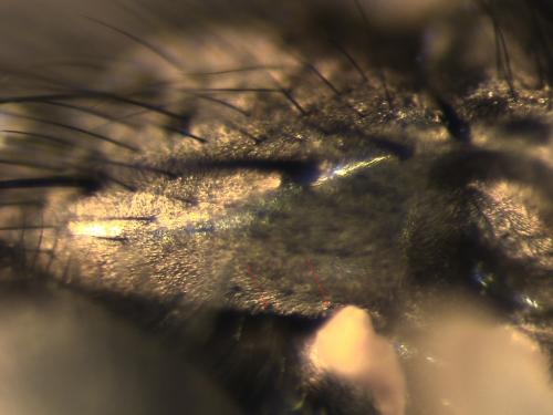 Helina evecta