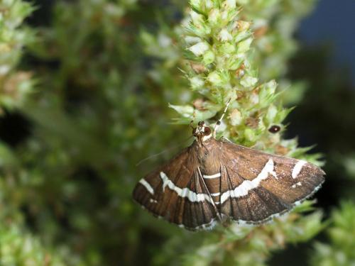 Réf. 246 041 : Spoladea recurvalis