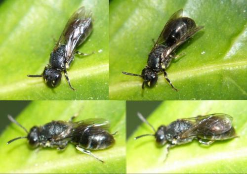 Hylaeus sp.
