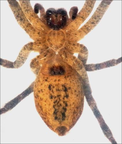 Zoropsis spinimana