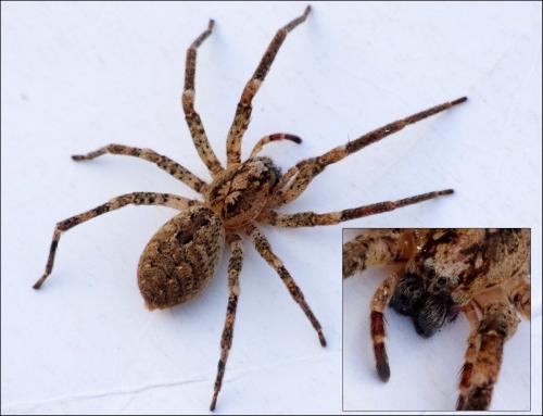 Zoropsis spinimana