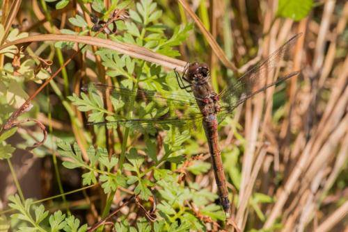 Sympetrum striolatum