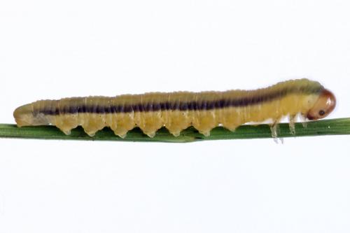 Réf. 246 595 : Dolerus timidus