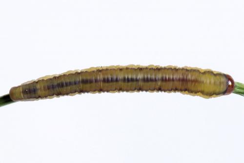 Réf. 246 596 : Dolerus timidus