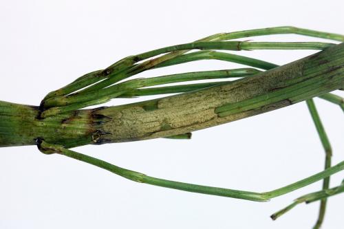 Réf. 246 459 : Dolerus junci