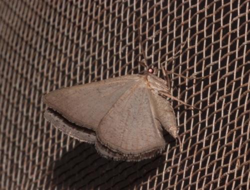 Itame vincularia