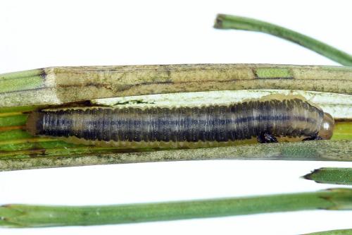 Réf. 246 462 : Dolerus junci