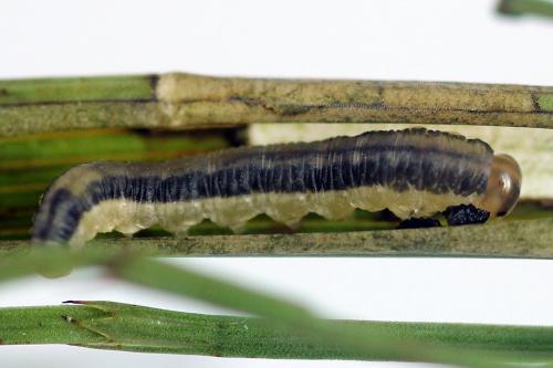 Réf. 246 463 : Dolerus junci