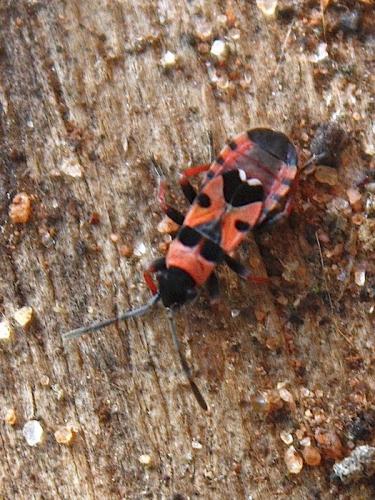Horvathiolus guttatus