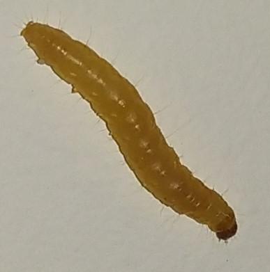 Réf. 246 025 : Plodia interpunctella