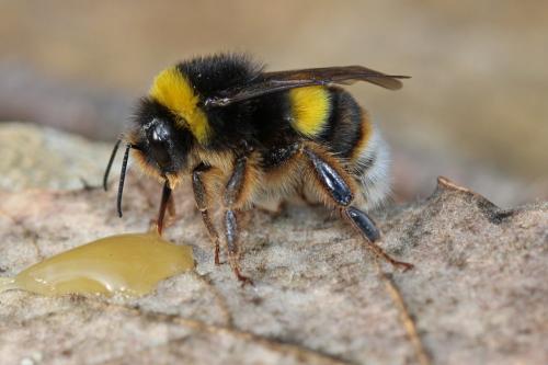 Bombus terrestris lusitanicus