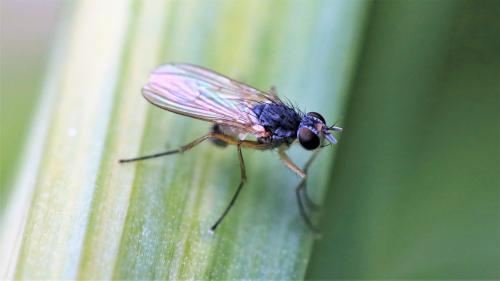 Réf. 246 983 : Coenosia testacea