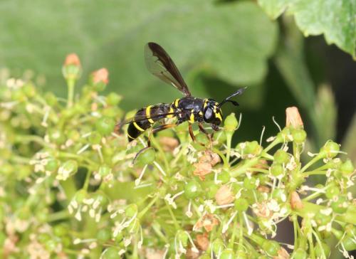 Réf. 246 642 : Ceriana conopsoides