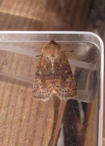 Réf. 246 313 : Conistra staudingeri