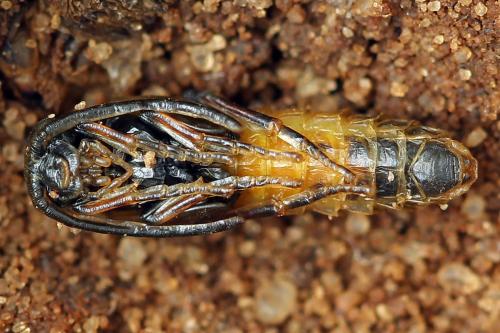 Réf. 246 469 : Dolerus junci