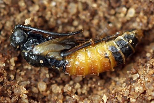 Réf. 246 471 : Dolerus junci