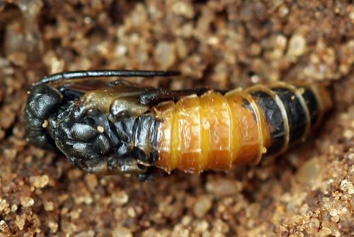 Réf. 246 472 : Dolerus junci