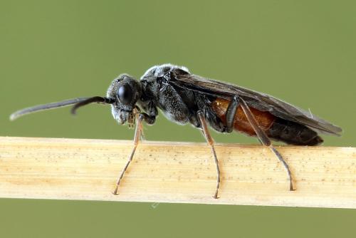 Réf. 246 473 : Dolerus junci