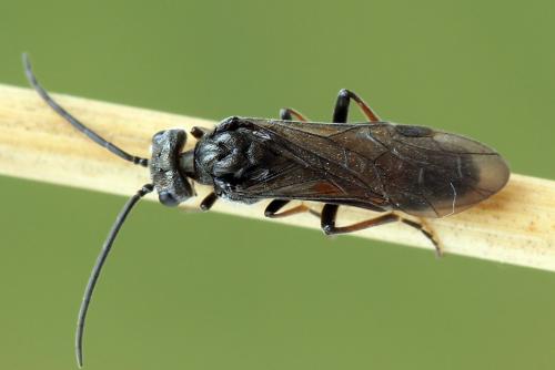 Réf. 246 474 : Dolerus junci