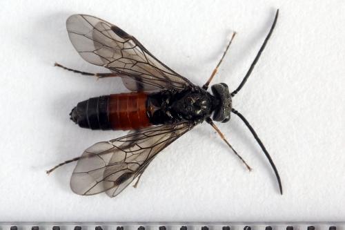 Réf. 246 475 : Dolerus junci