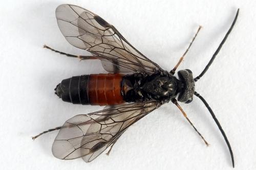 Réf. 246 476 : Dolerus junci