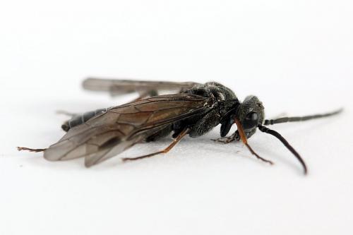Réf. 246 477 : Dolerus junci