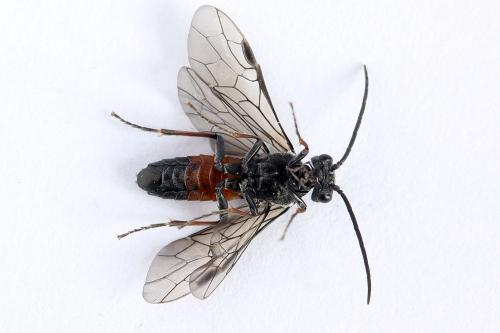 Réf. 246 478 : Dolerus junci