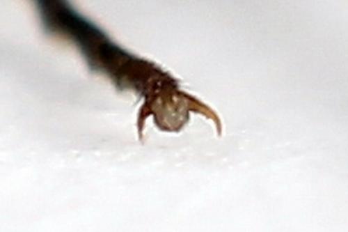 Réf. 246 479 : Dolerus junci