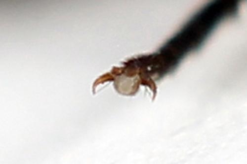 Réf. 246 480 : Dolerus junci