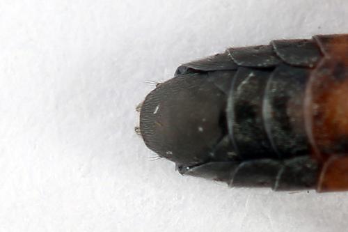 Réf. 246 489 : Dolerus junci