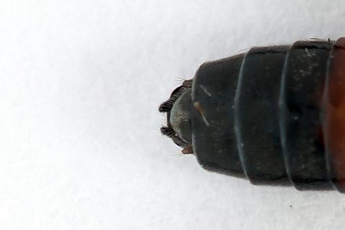 Réf. 246 490 : Dolerus junci