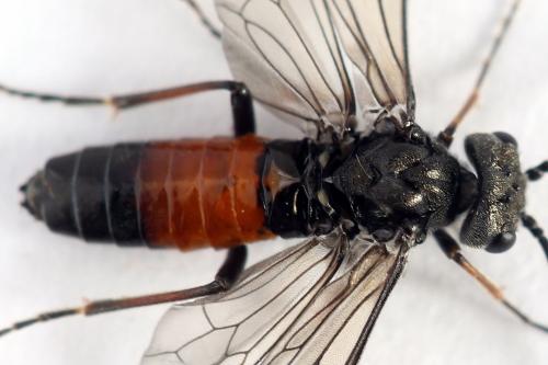 Réf. 246 491 : Dolerus junci